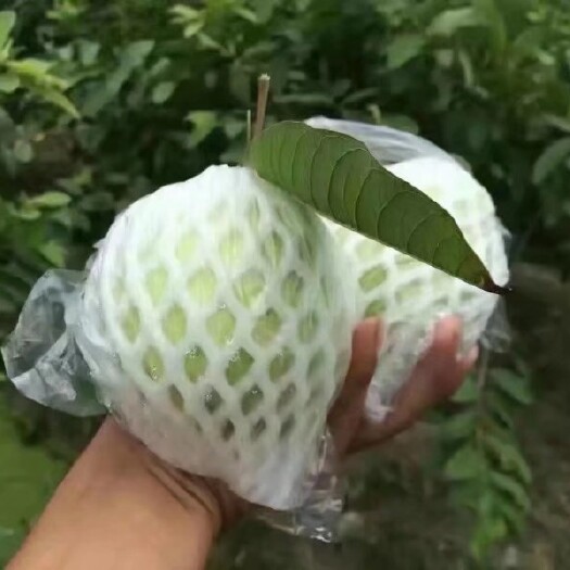 东山县 白心珍珠芭乐番石榴