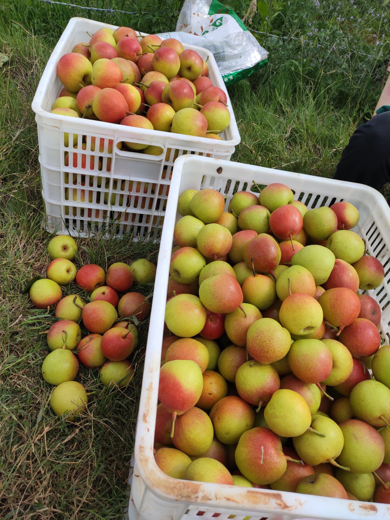 早酥红梨  出售大量 红梨-美人酥
