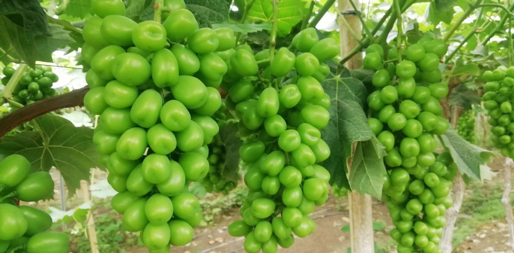 5BB嫁接阳光玫瑰葡萄苗，品种纯正 精品苗木