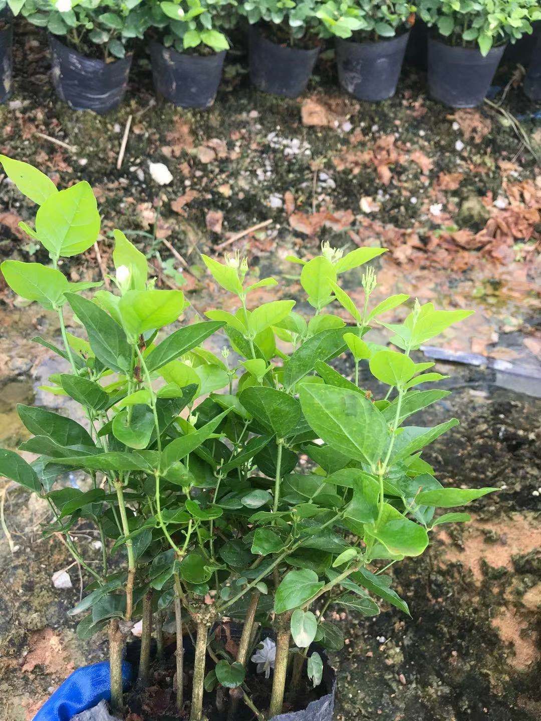 白色茉莉  好一朵美丽的茉莉花