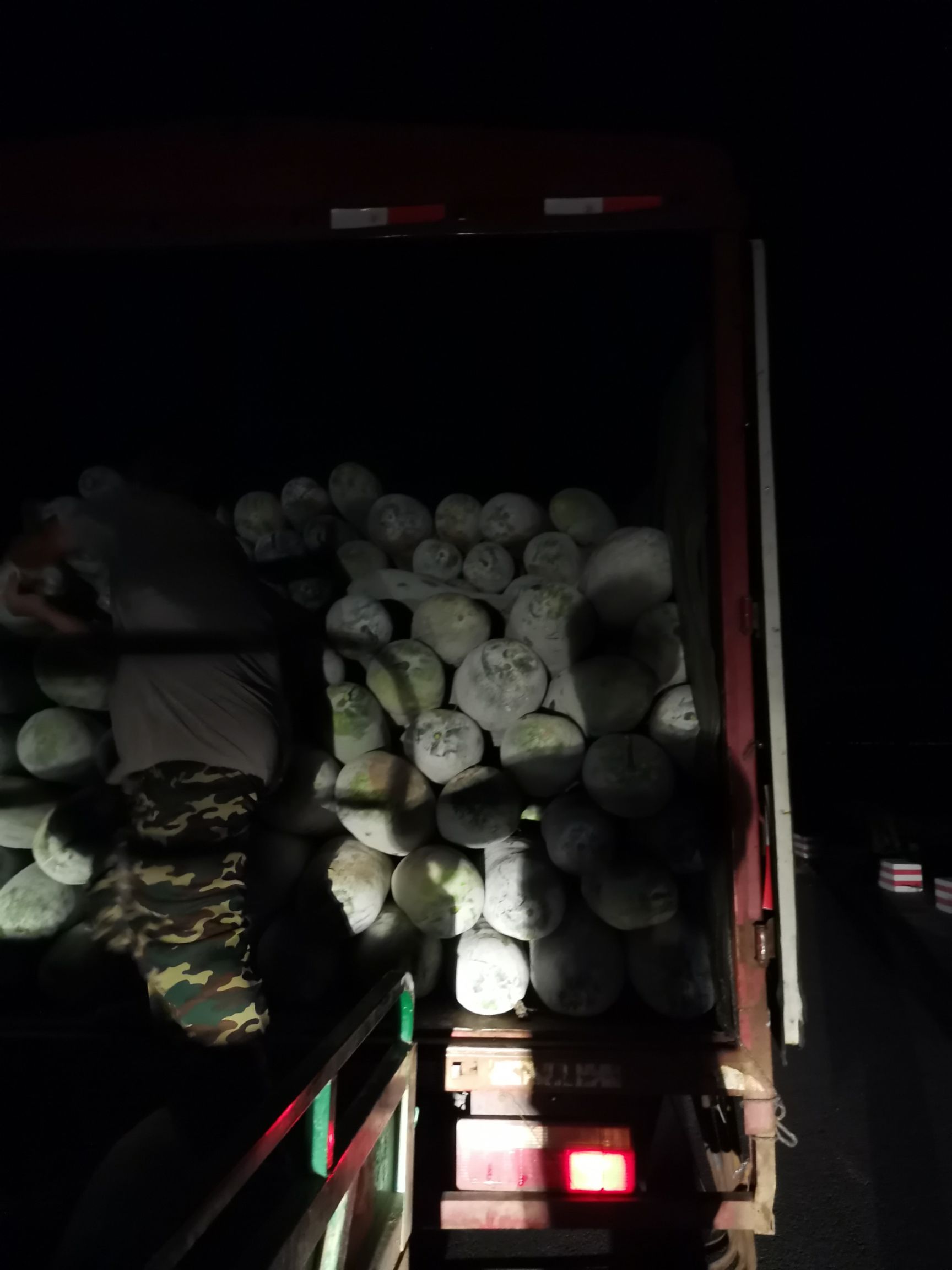 白皮冬瓜  浙江宁波慈溪西三沿海冬瓜