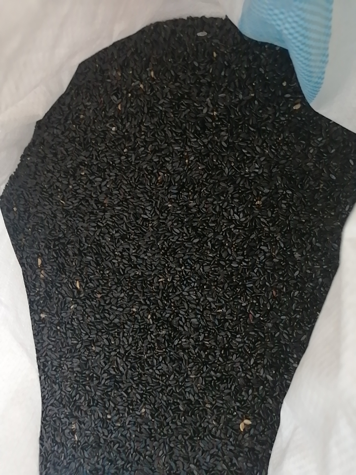 黄杨种子  辽宁。黄杨小叶黄杨。