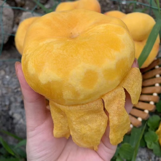蒙阴县黄蟠桃  黄金蟠桃