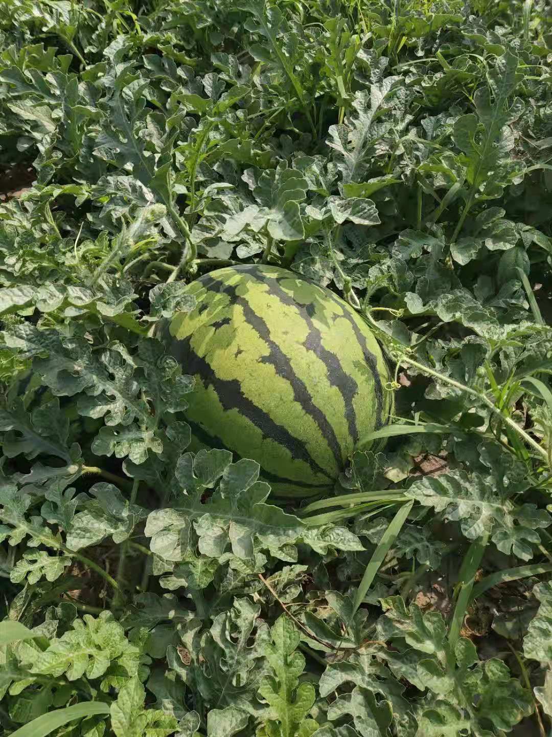 乐久超丰甜王高产早熟甜王西瓜种子