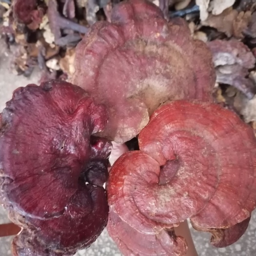 随县赤灵芝  山上自采的灵芝
