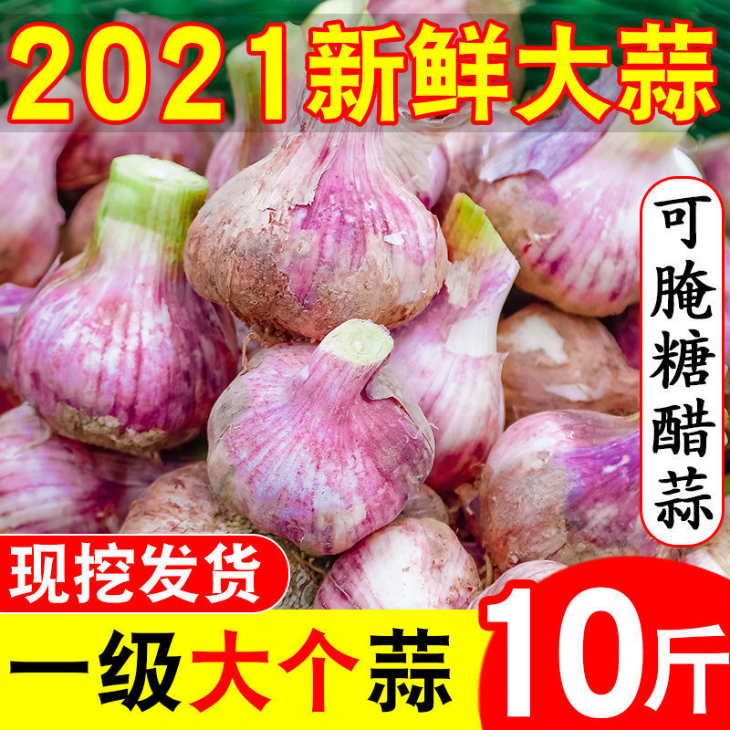 红皮蒜  超低价抢购新蒜干蒜大头蒜批发山东紫皮蒜。