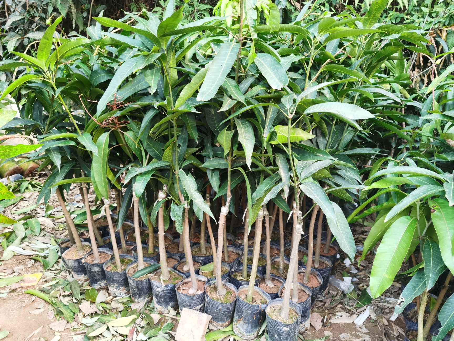 金煌芒果苗  金煌芒果杯苗金煌芒果嫁接种苗生吃芒果树苗