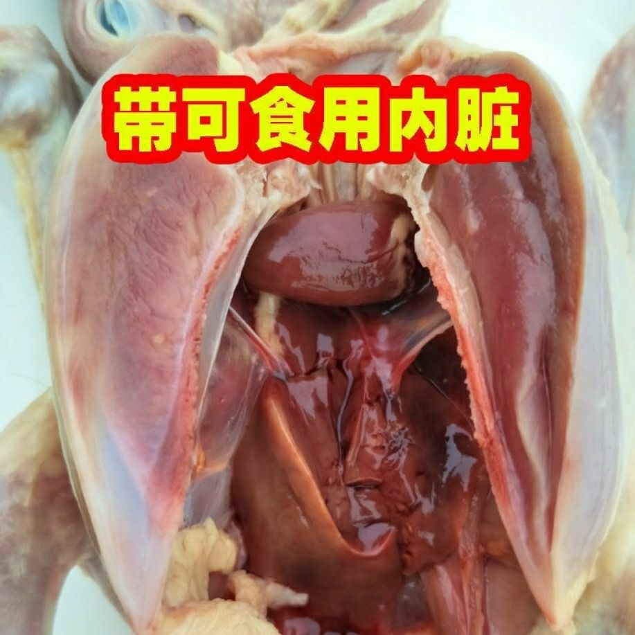  肉鸽，美味王土鸽