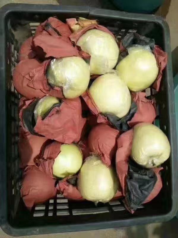 山东黄金梨 丰水梨产地批发  一手货源 大量现货