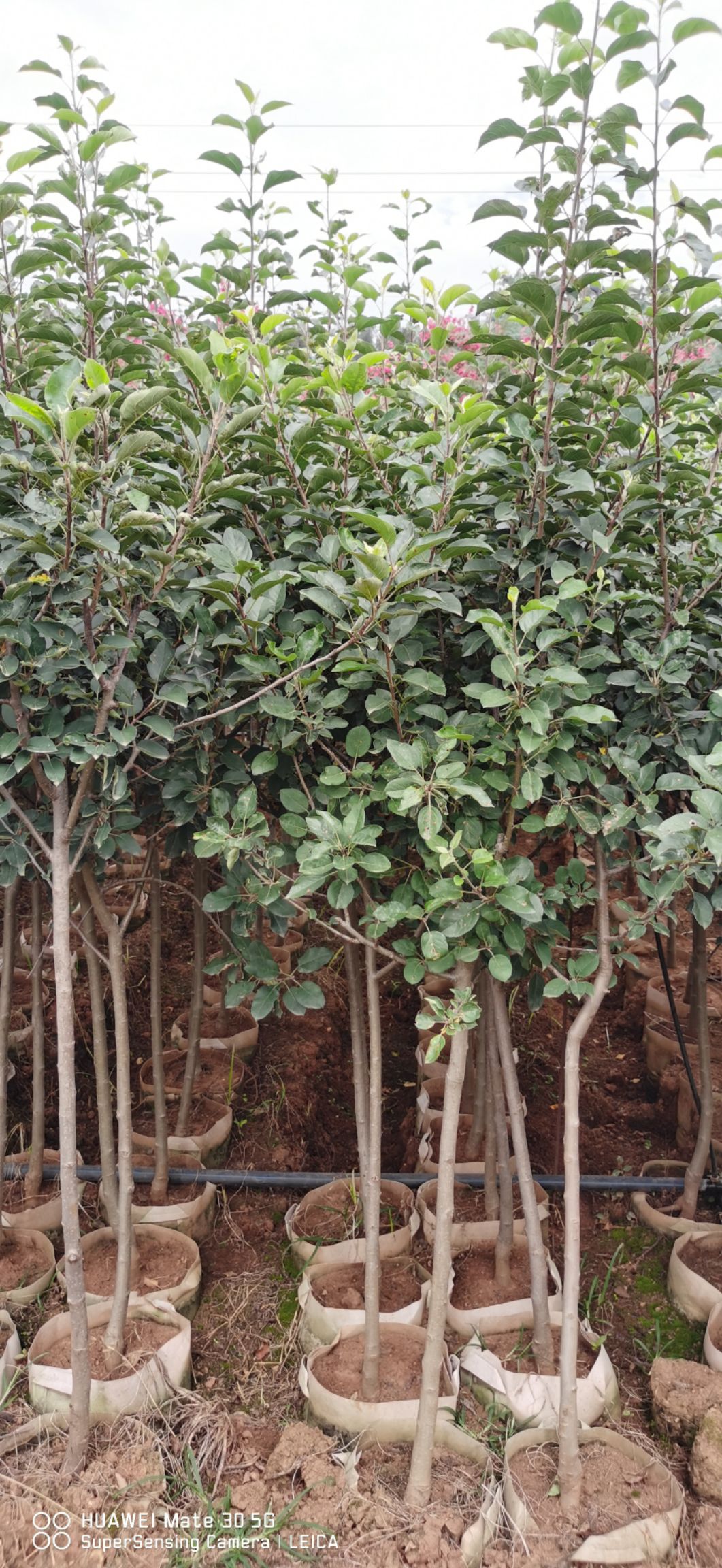 冰糖心苹果苗  苹果树苗2-3.5公分地径