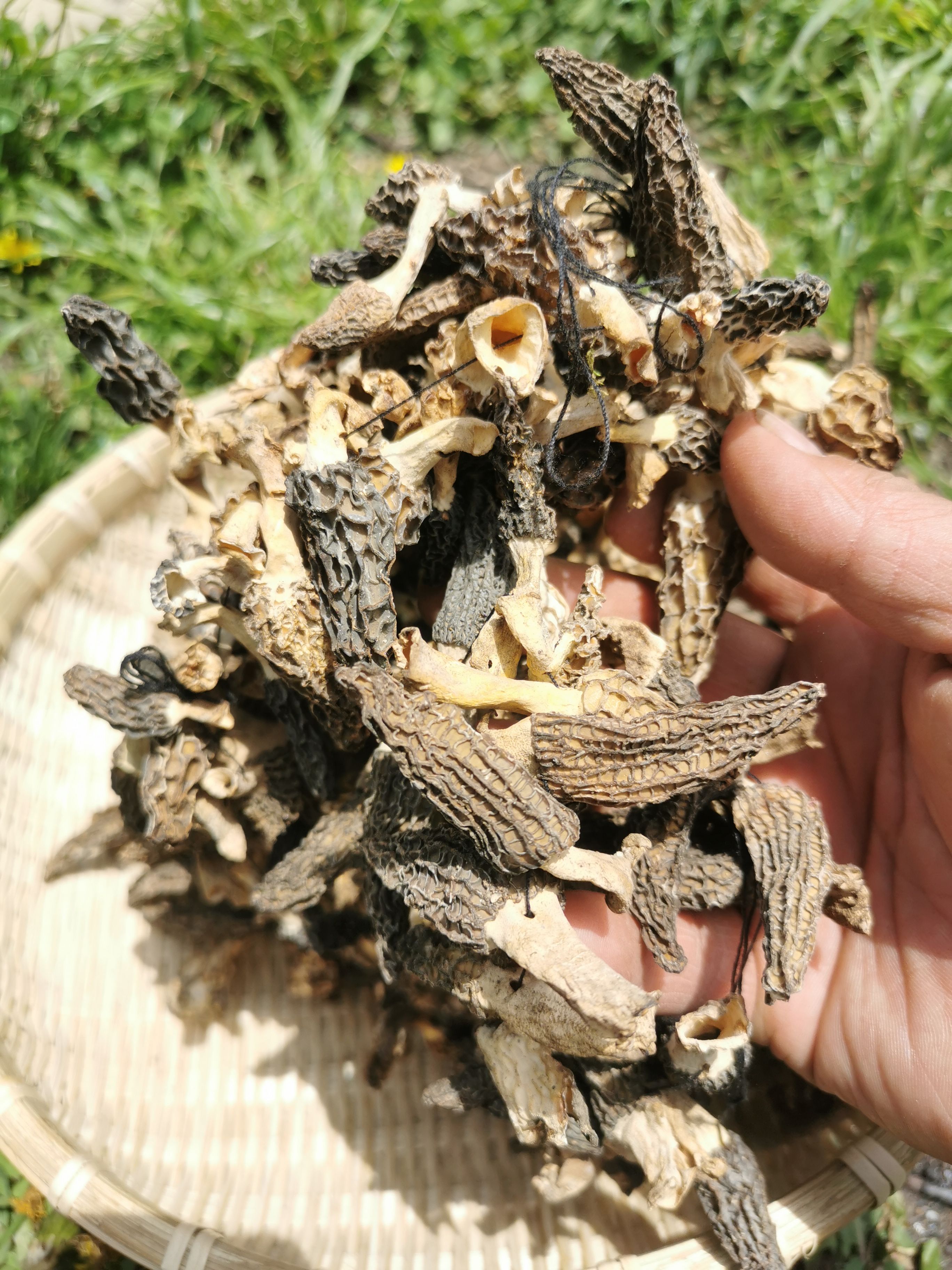 羊肚菌 野生羊肚菌 西藏一手货源 产地直发 品质保证