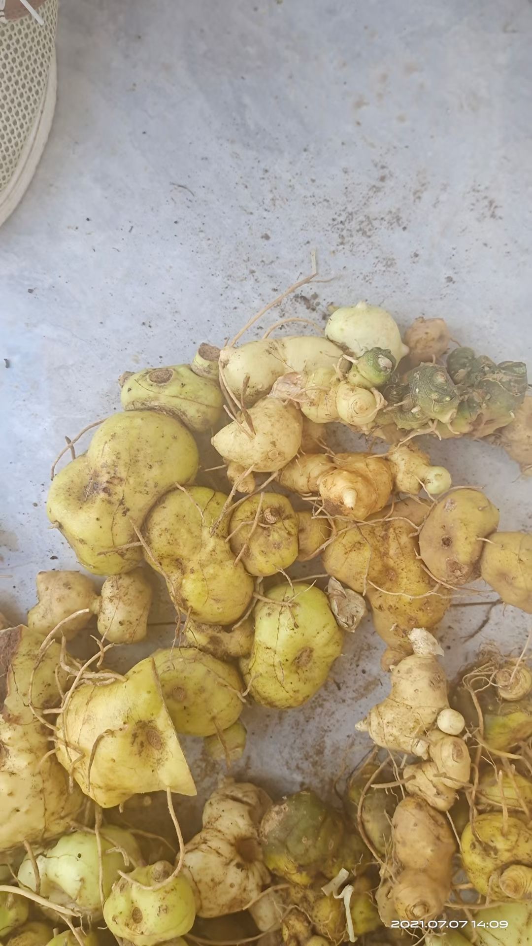 现挖云南新鲜滇黄精中药材煲汤药膳原料滋补营养 统货