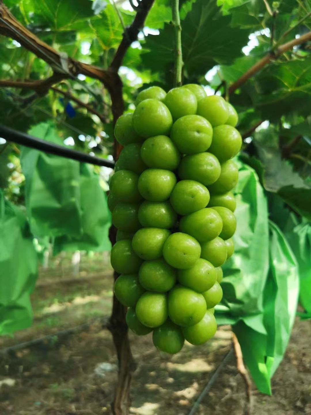 5BB嫁接阳光玫瑰葡萄苗，品种纯正 精品苗木