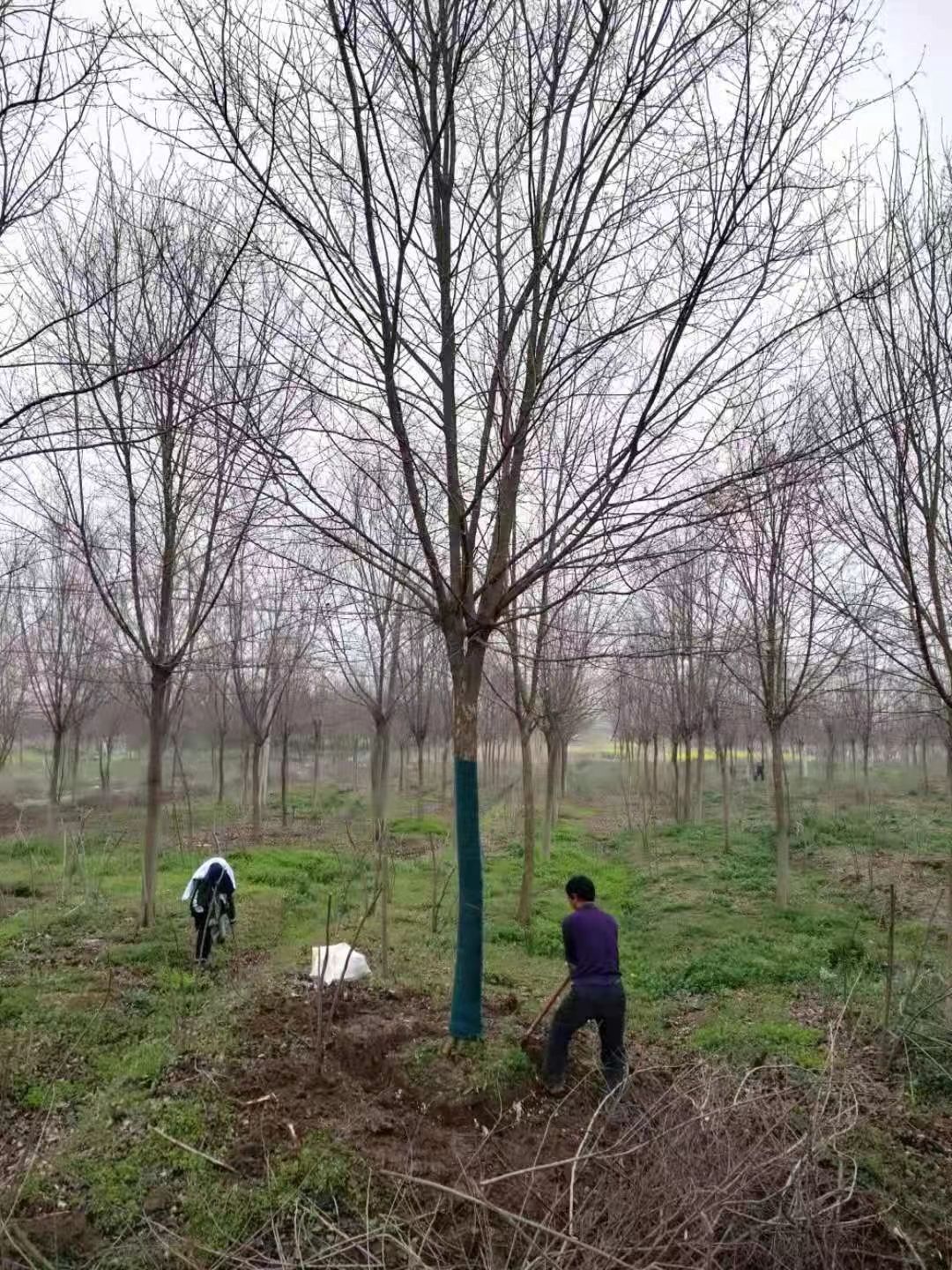供应三角枫 三角枫价格 全冠精品三角枫树苗