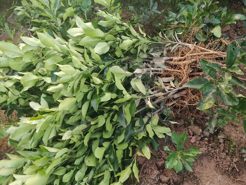 四川琯溪蜜柚苗 柚子嫁接苗 现挖保湿发货包技术高成活率