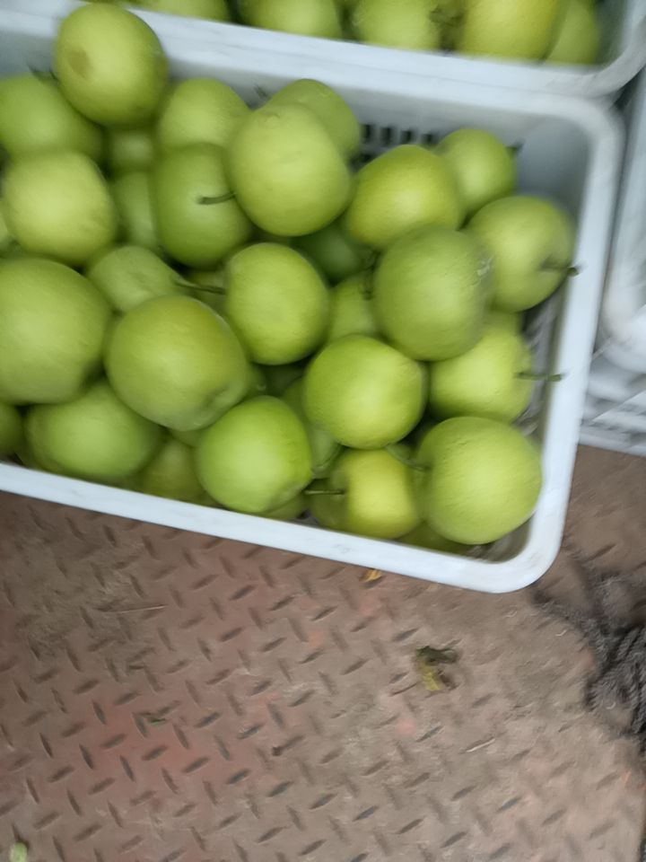  砀山黄冠青梨，翠玉，518.梨大量上市，有需要的新老客户联系