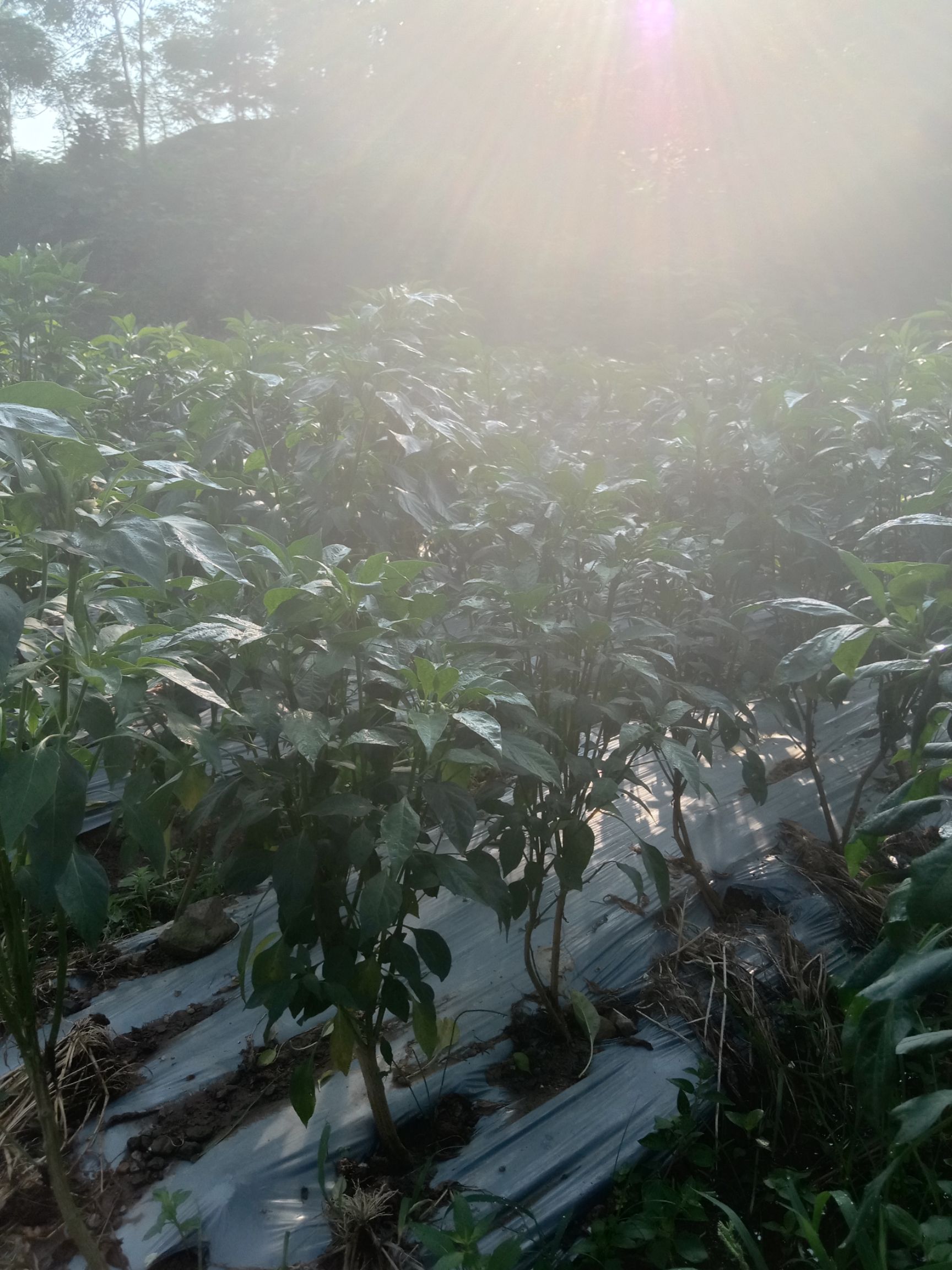 朝天椒 广西壮族自治区桂林市灵川县 