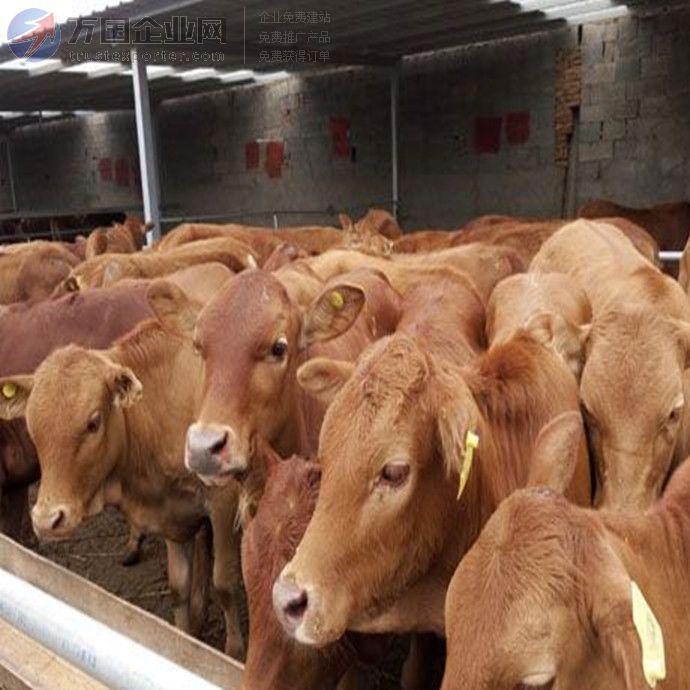 杂交牛  鲁西黄牛夏洛莱牛利木赞牛西门塔尔牛