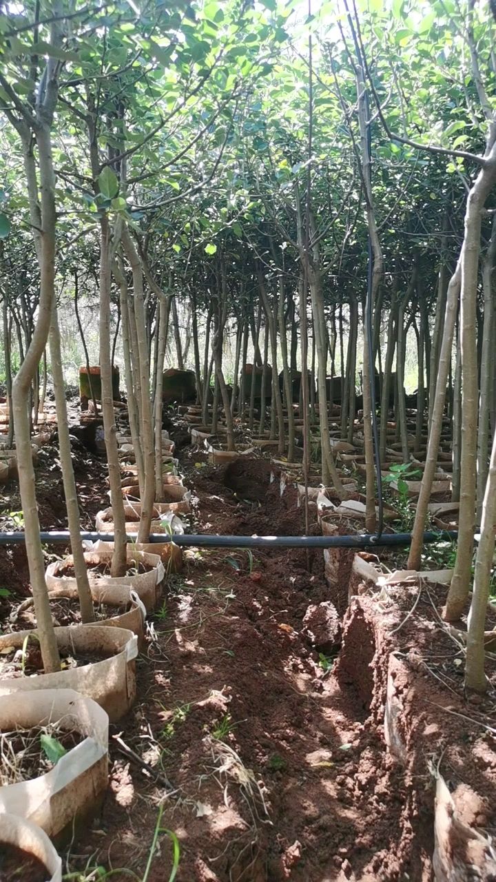 冰糖心苹果苗  苹果树苗2-3.5公分地径