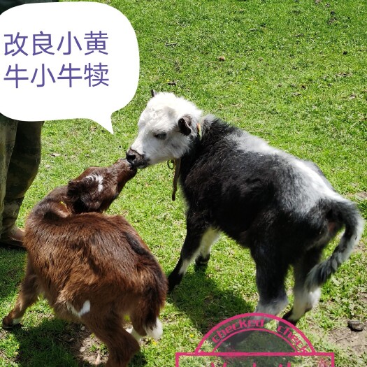 宕昌县杂交牛  代办改良小黄牛改良小黄牛，品相好，长势喜人，基地直