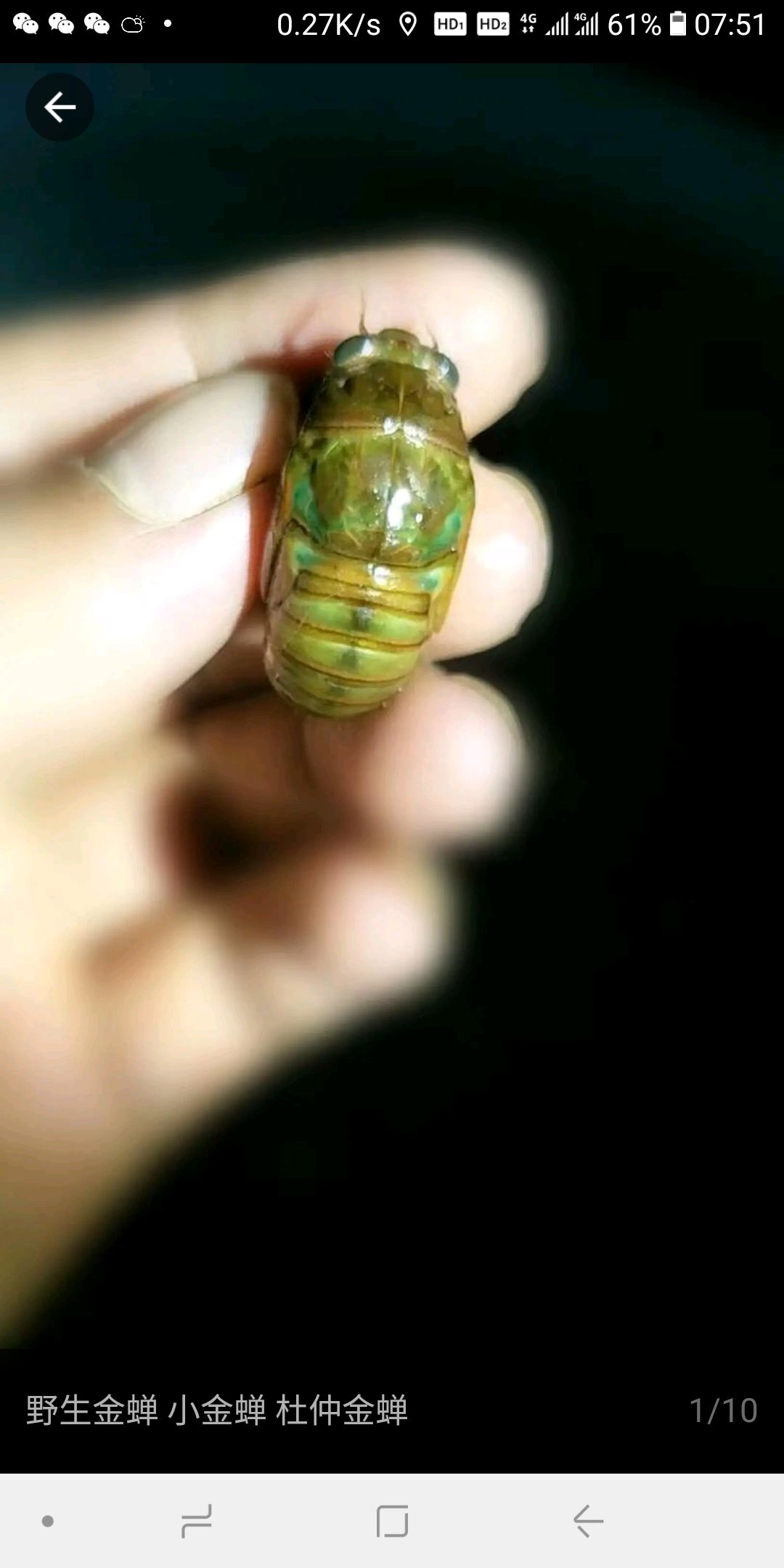 灵宝网红小金蝉