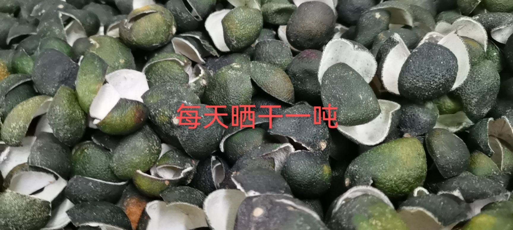 新会陈皮2023年青皮