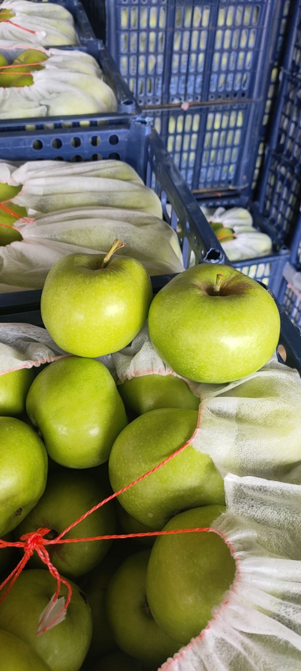 青苹果 乔纳金苹果，大量下树，酸甜多汁，欢迎新老客户来电