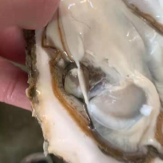 佛山三倍体生蚝 乳山生蚝三倍体
