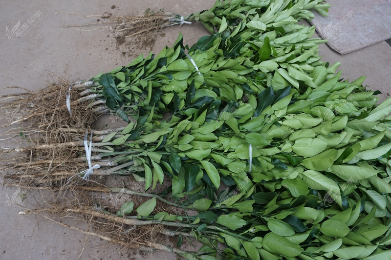 四川琯溪蜜柚苗 柚子嫁接苗 现挖保湿发货包技术高成活率