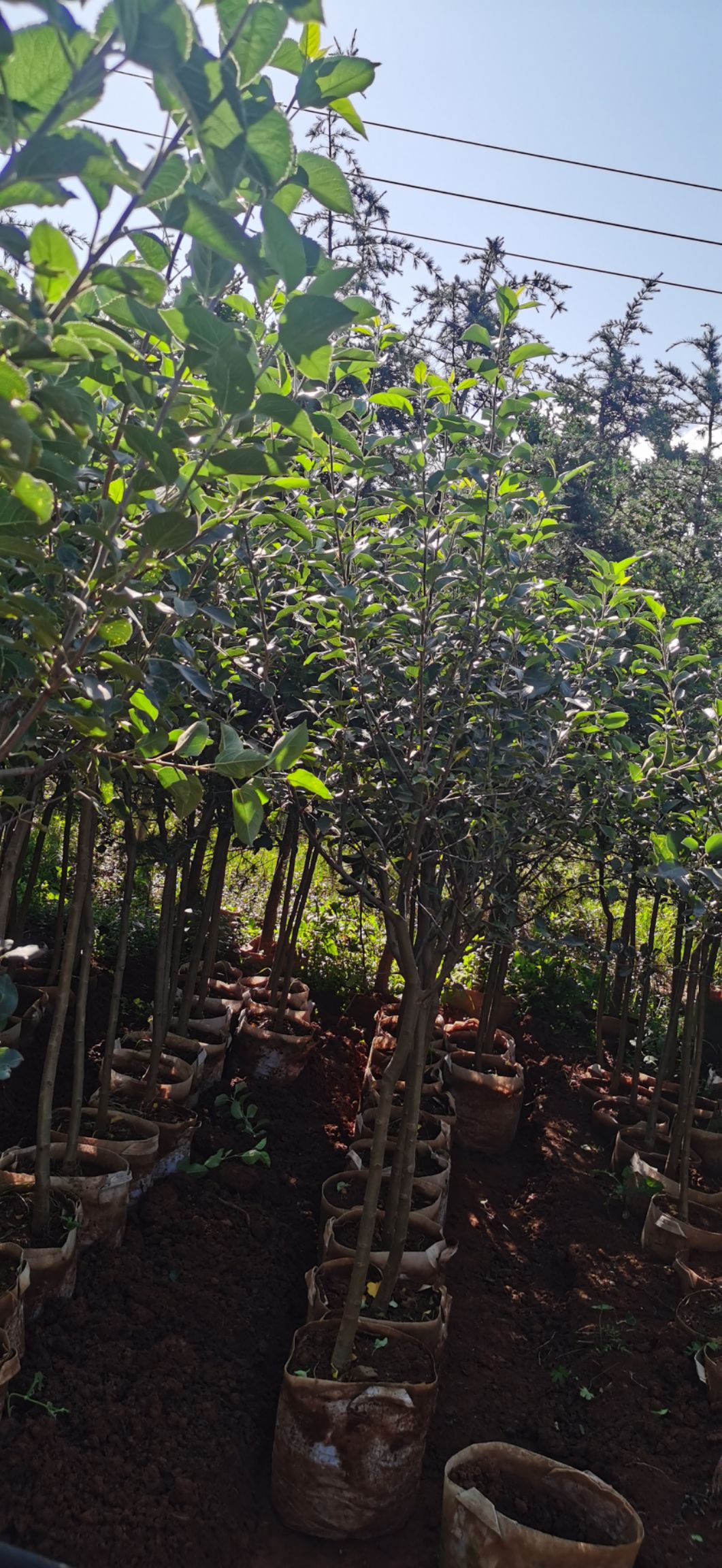 冰糖心苹果苗  苹果树苗2-3.5公分地径