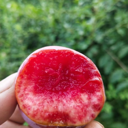 宜城市小芙蓉李子