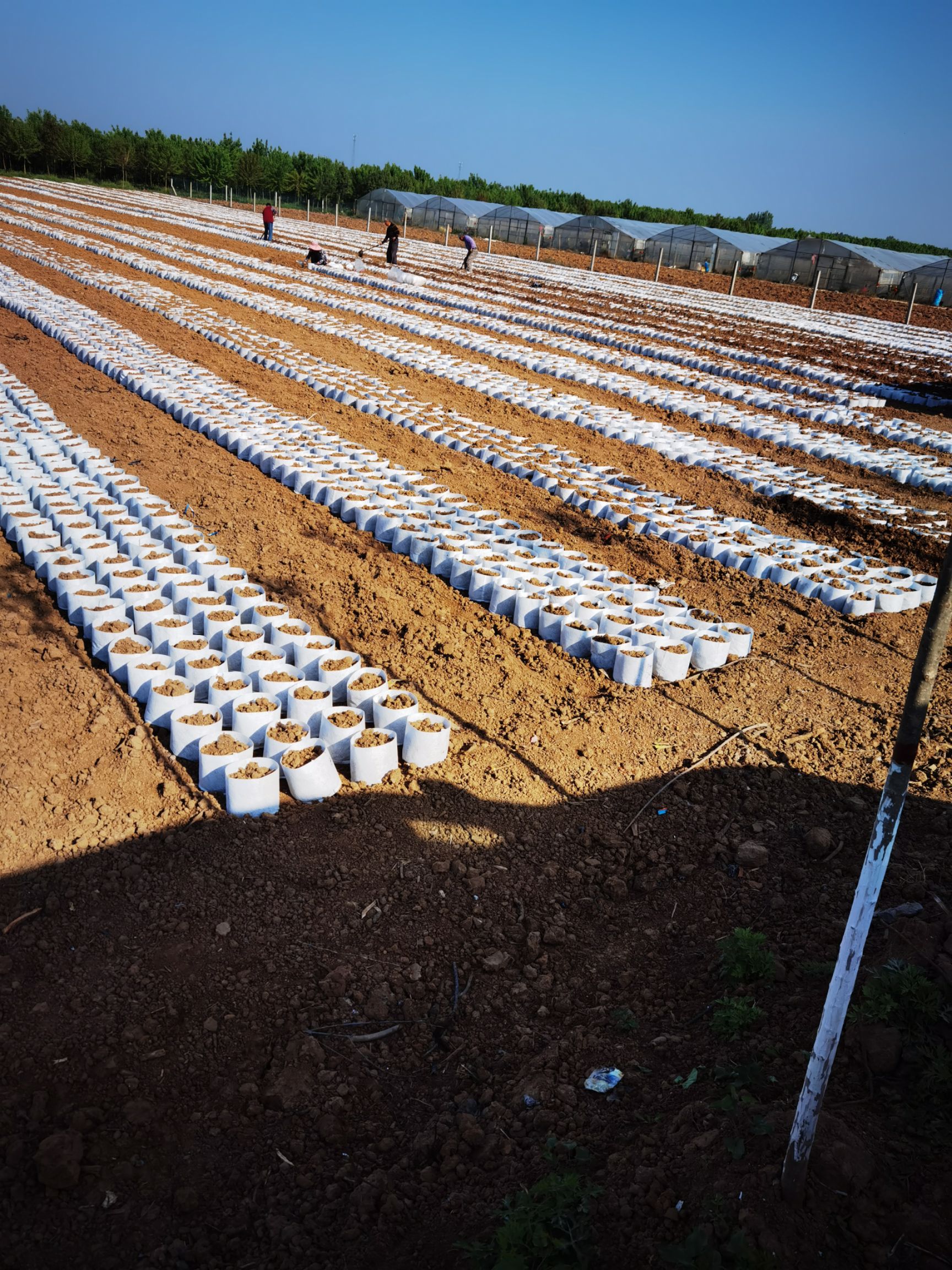 种植袋/植树袋/美植袋  美植袋植树袋