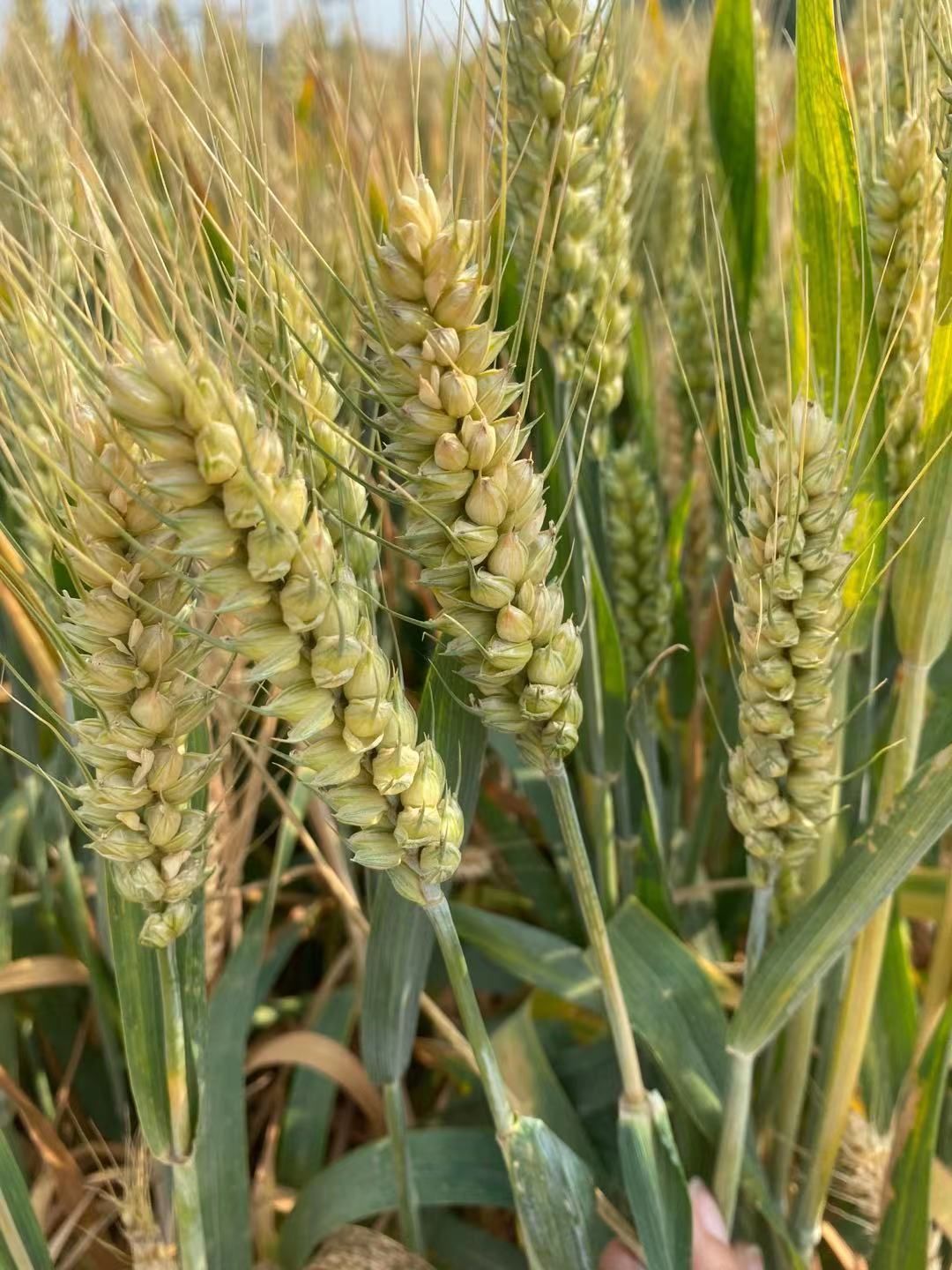 寧津縣小麥種子  濟麥22優質小麥良種 長芒大穗 白粒硬質 廣適性