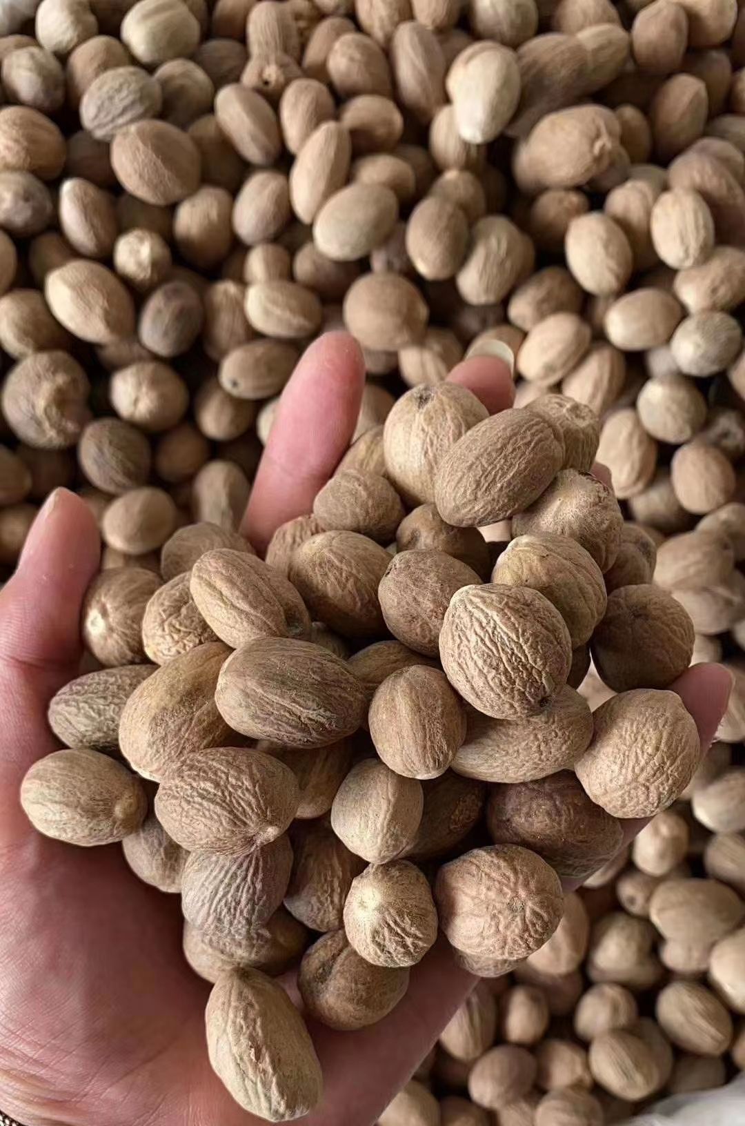 肉蔻 肉豆蔻 各种香辛料批发 中药材大全