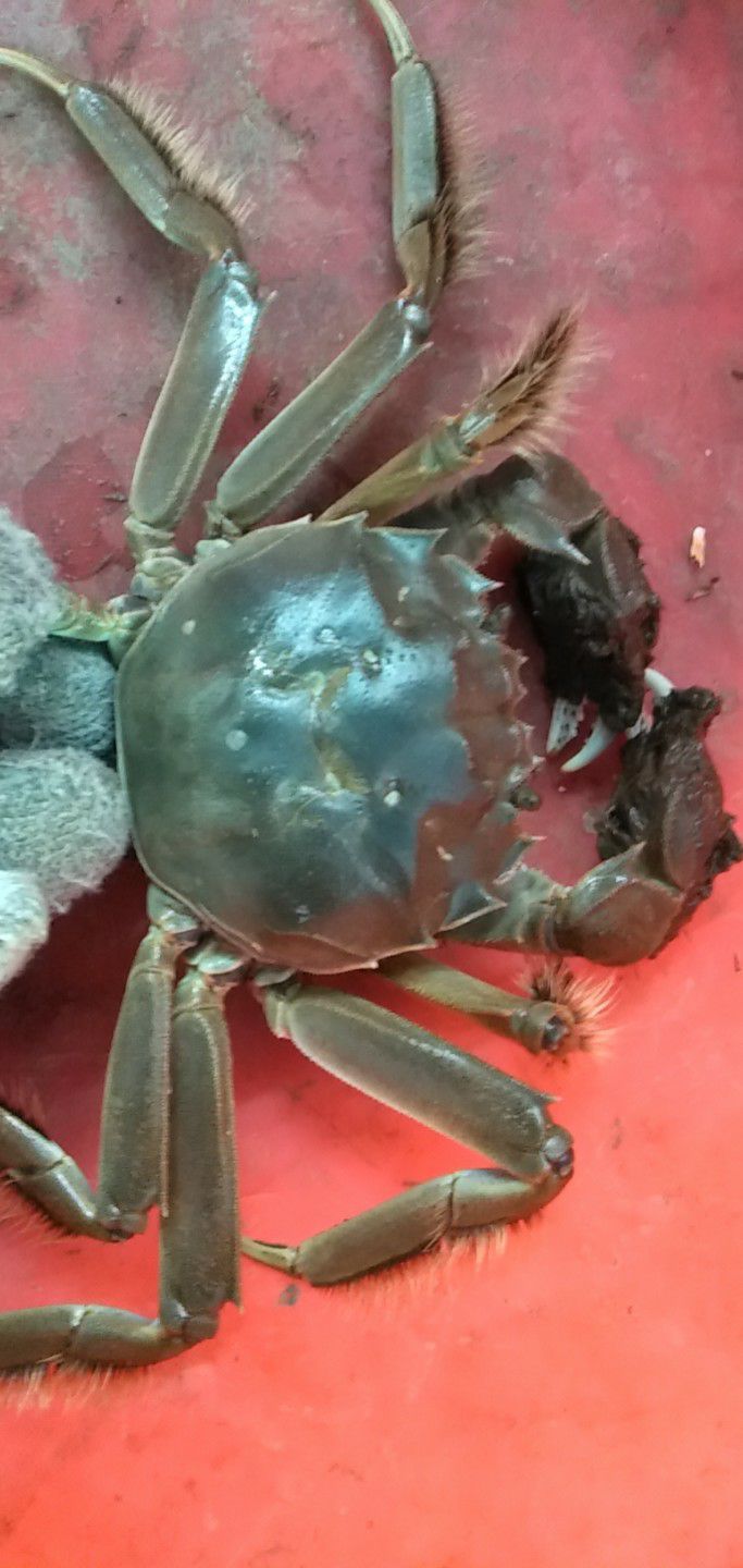 辽宁盘锦稻田蟹，生长在浅水稻田里，水草丰盛，阳光充足，成熟早