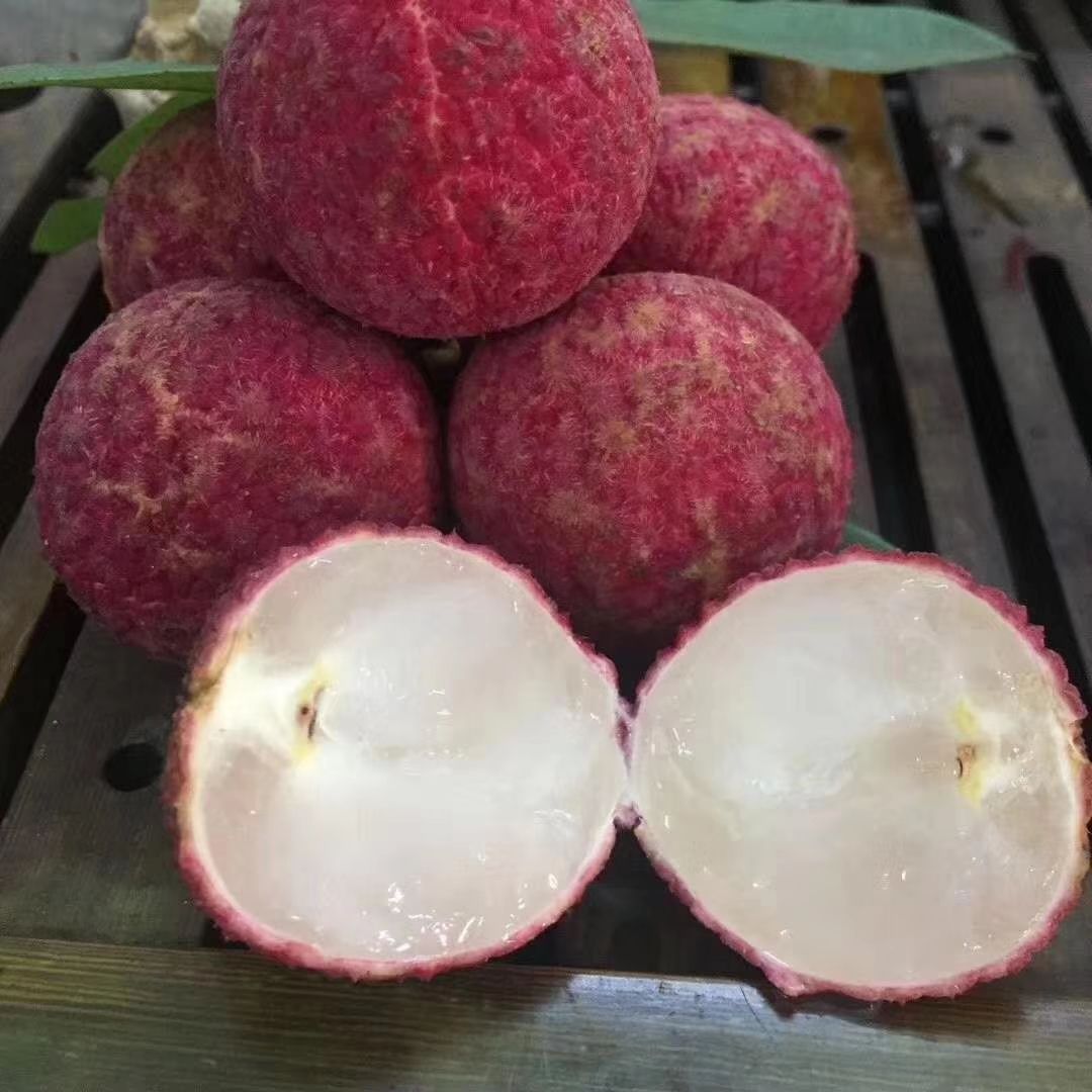 无核荔枝苗  无核荔枝果树苗