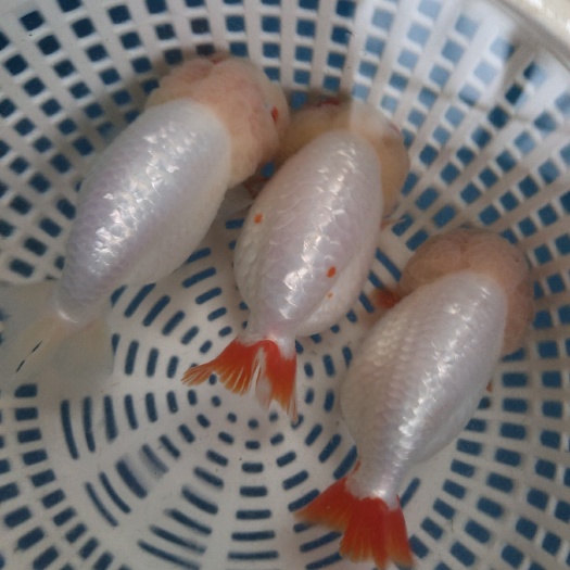 福州金鱼 兰寿兰寿苗