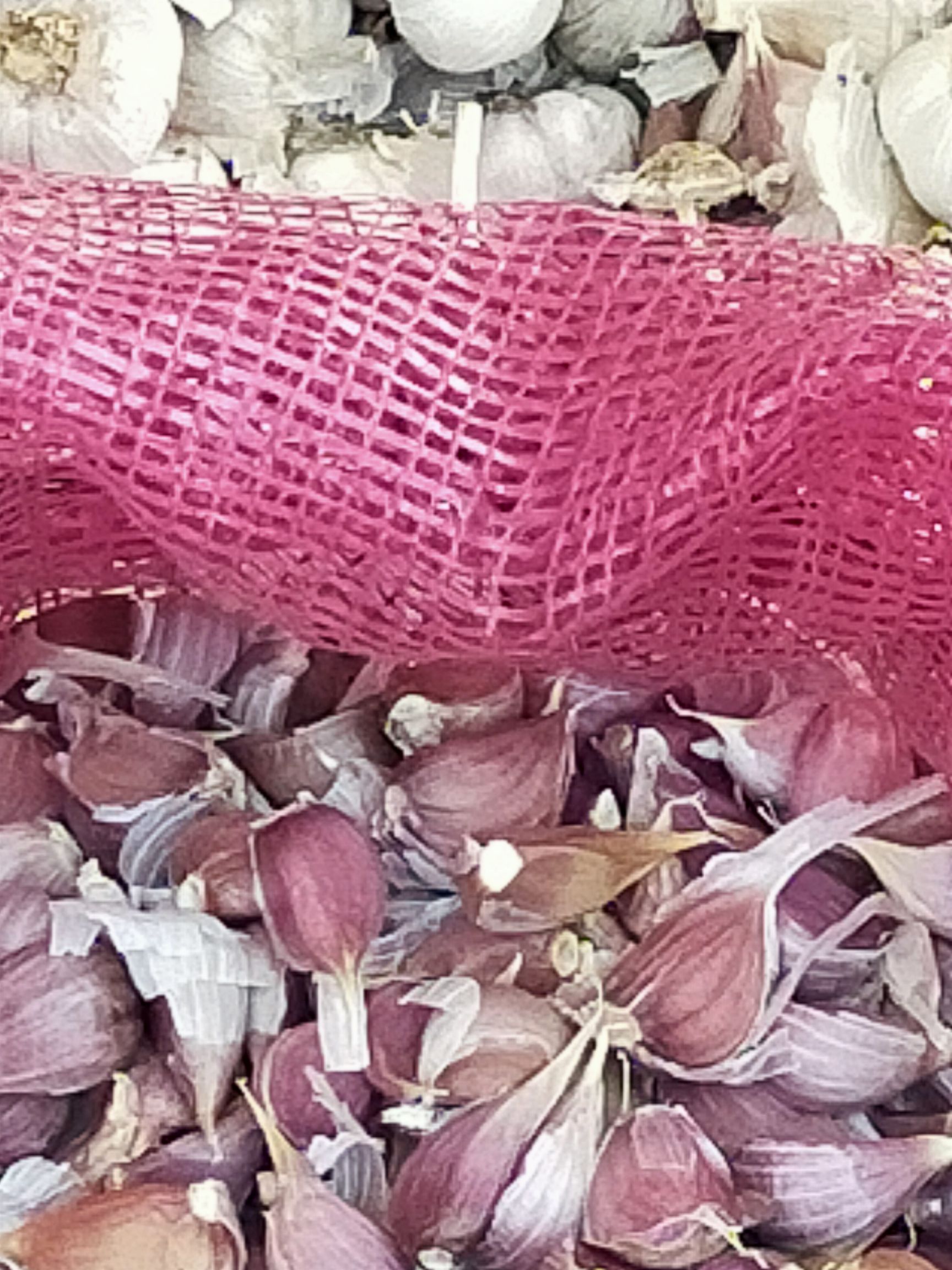 高原红蒜，香蒜，寒蒜红根蒜苗种子红皮蒜瓣子可以种可吃