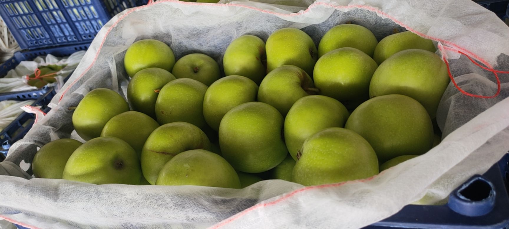 青苹果 乔纳金苹果，大量下树，酸甜多汁，欢迎新老客户来电