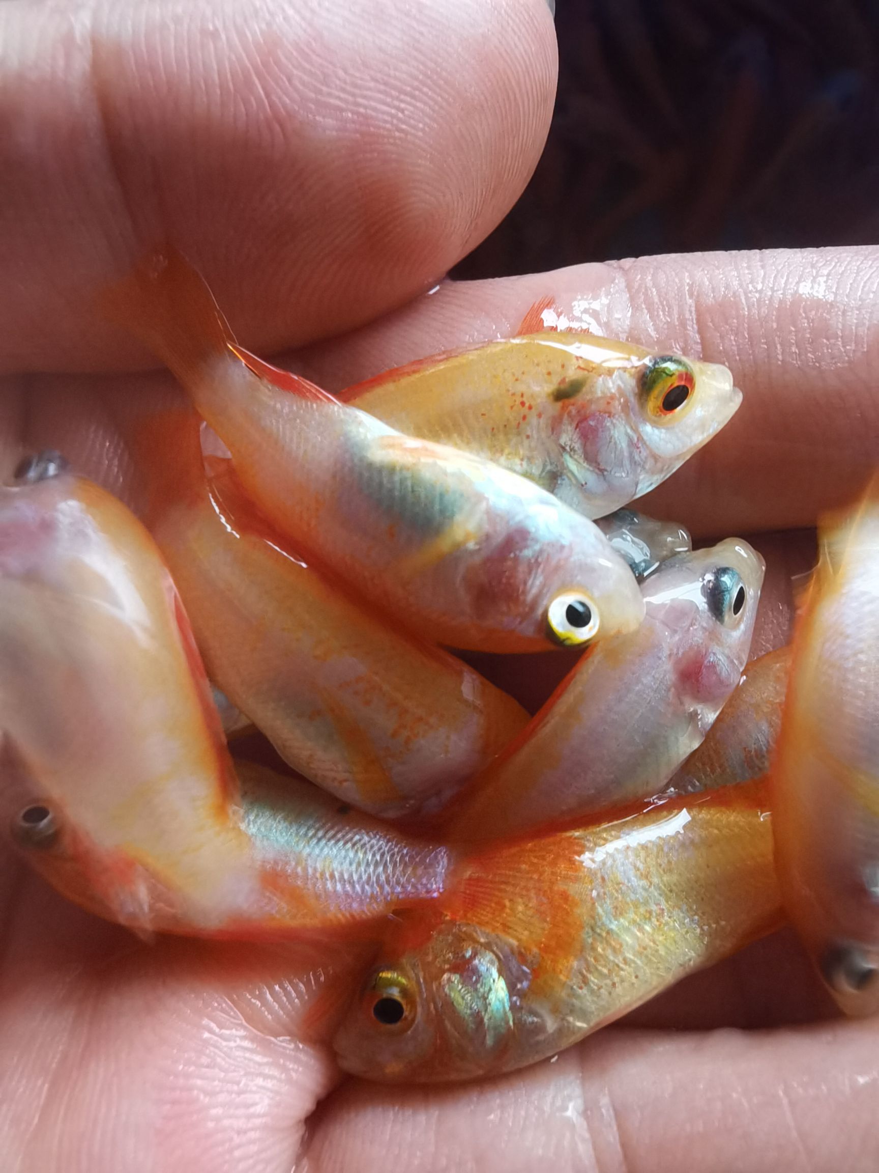 产地直供红罗非鱼苗彩虹鲷鱼苗金丝罗非鱼苗优质健康淡水养殖鱼苗