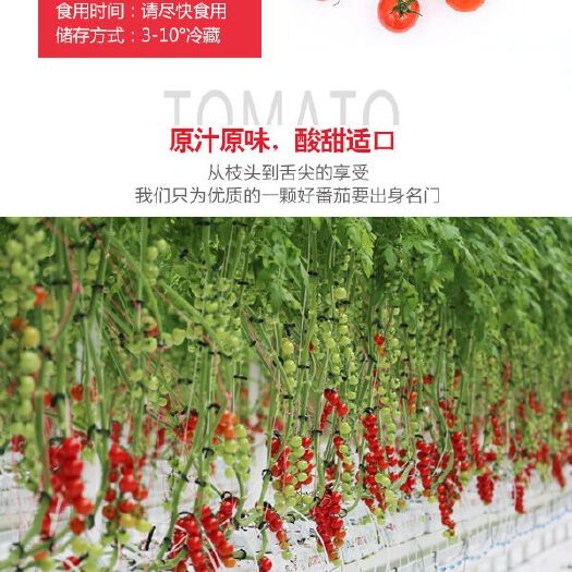 光泽县小番茄、串番茄、樱桃番茄