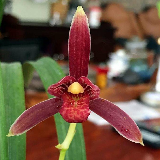 南靖县学元红素 建兰名品红花红素兰花苗