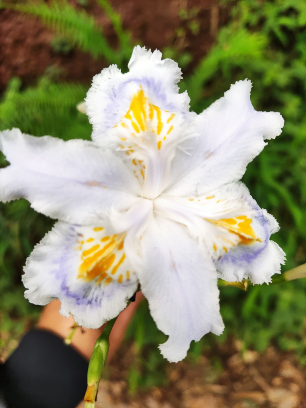 蝴蝶兰  蝴蝶花