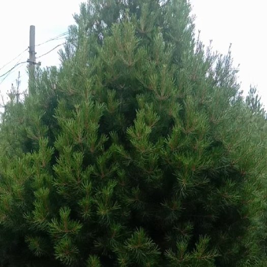 蓝田县精品白皮松，西安白皮松，白皮松批发