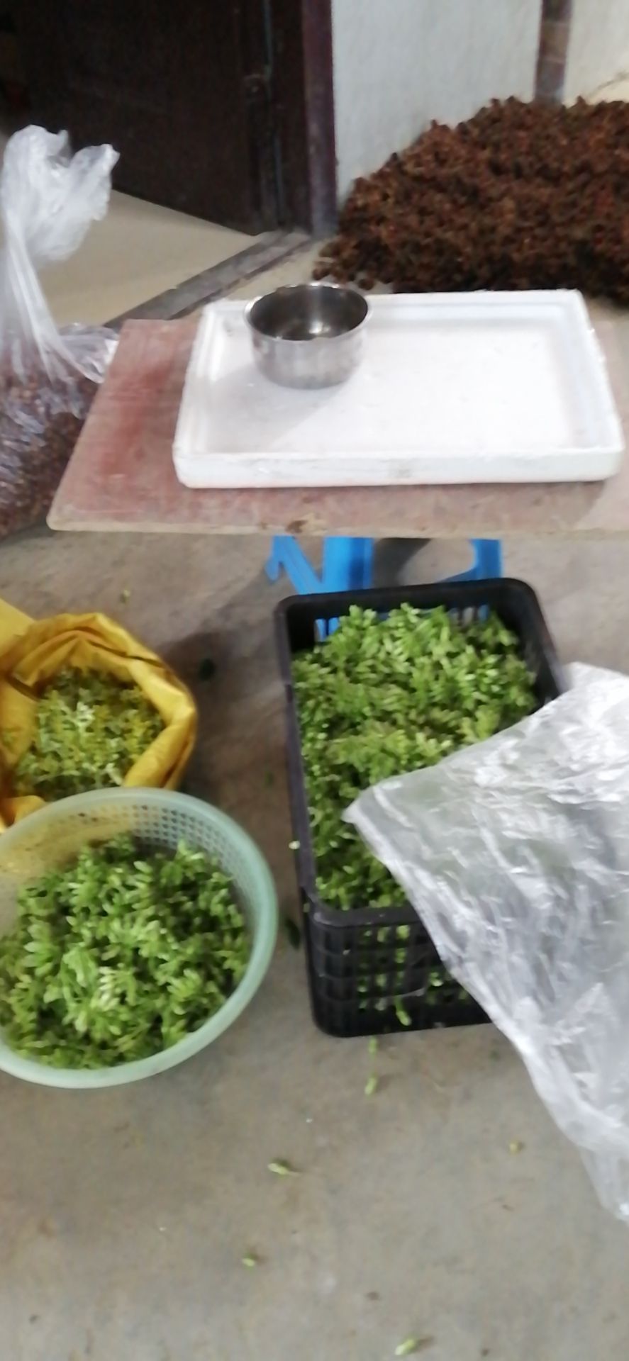 夜香花 精品蔬菜大叶香花，大千里香