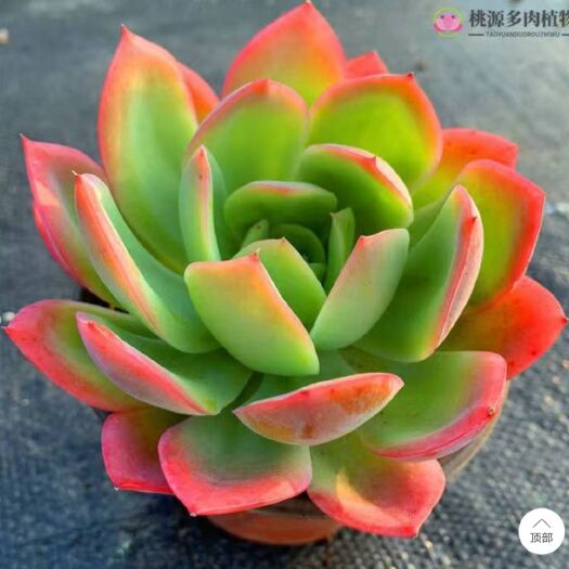 罗琦  多肉植物