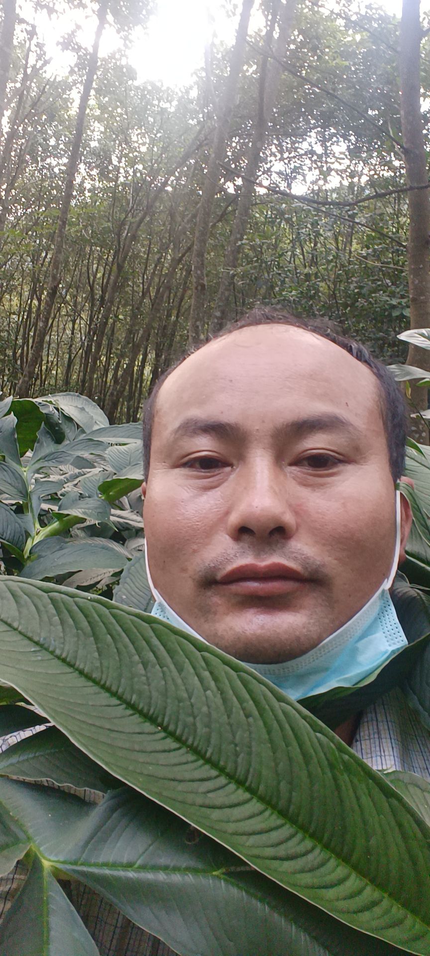 珠芽黄魔芋叶面球出售