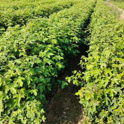 九江枫香苗  枫香小苗1一2公分