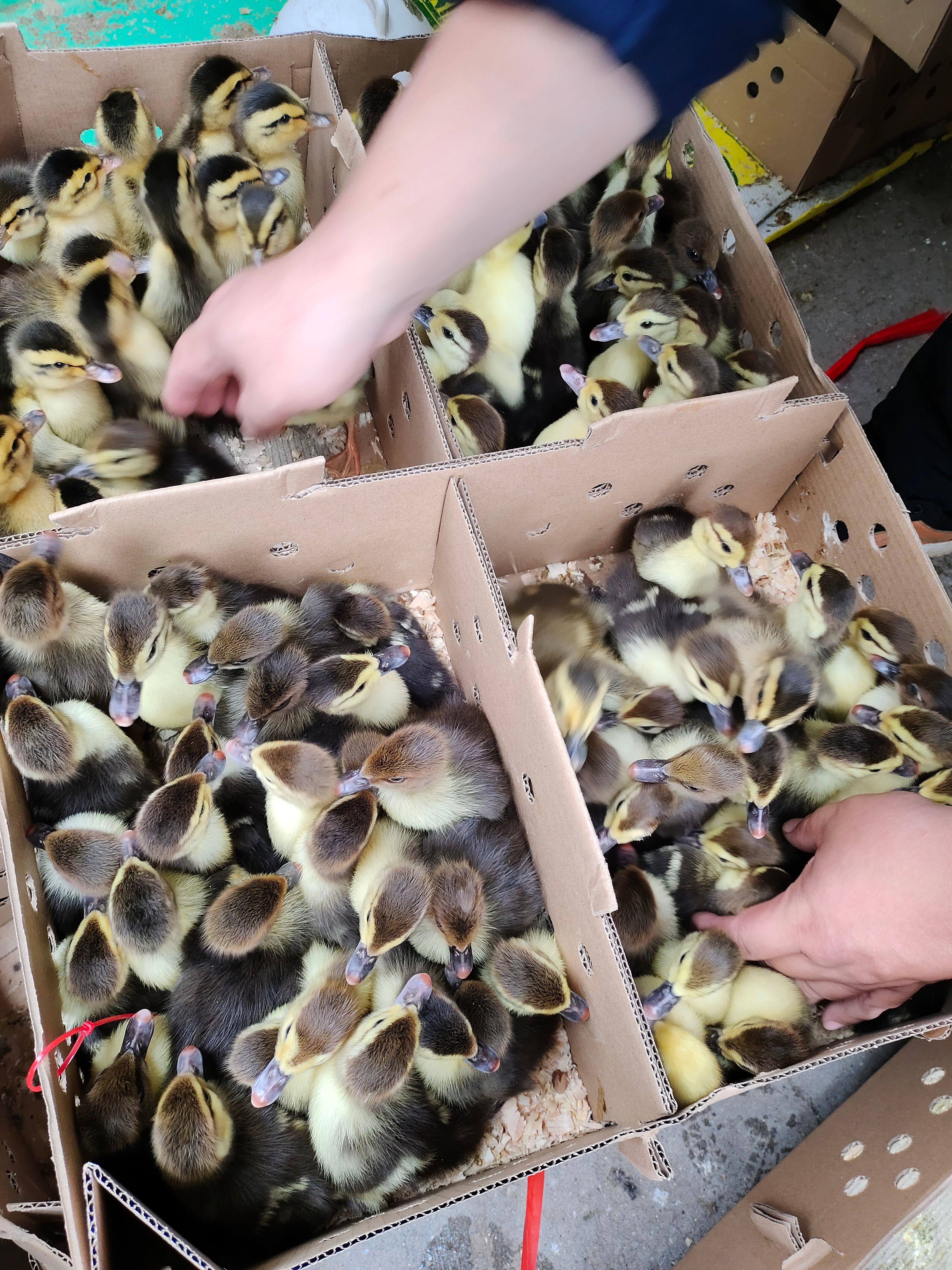 杂交鸭苗  鸭苗大种青头鸭肉鸭苗，黄麻鸭，四点花，菜鸭质量好