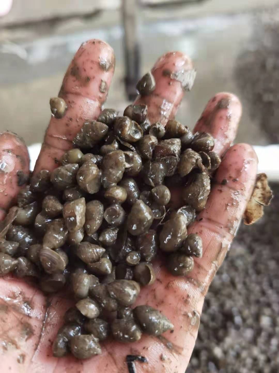 螺蛳  1.5以上大石螺，包邮，